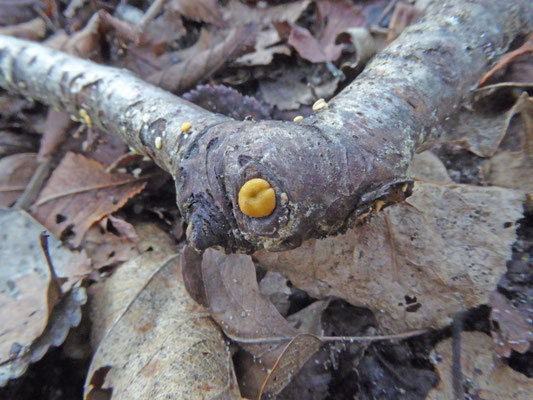 Hypocrea aureoviridis - Gele kussentjeszwam