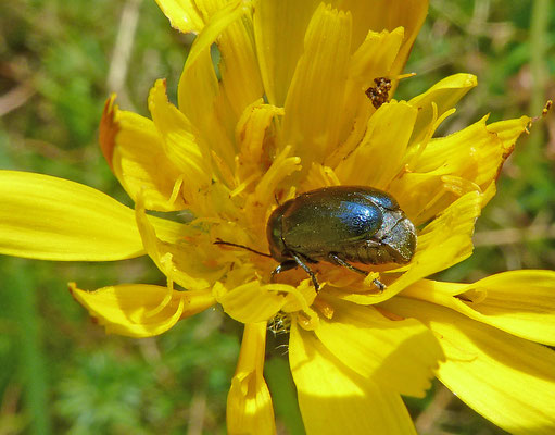 Cryptocephalus aureolus