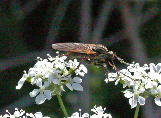 Empis tessellata - Grote Dansvlieg