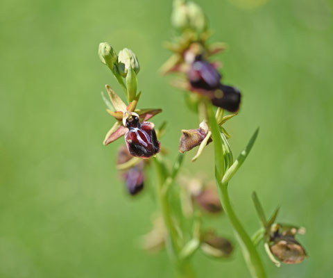 Ophrys sphegodes sl