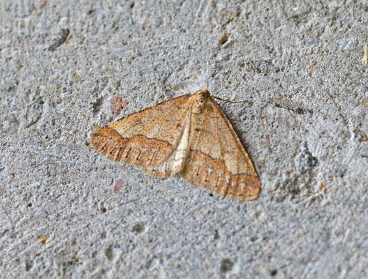 Agriopis marginaria - Grote voorjaarsspanner