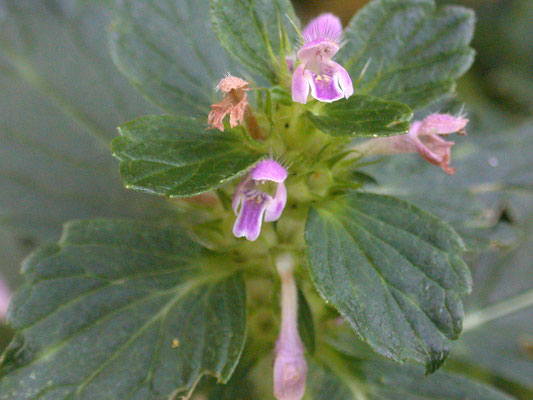 Galeopsis bifida - Gespleten hennepnetel