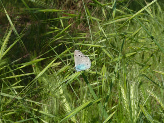 Glaucopsyche alexis