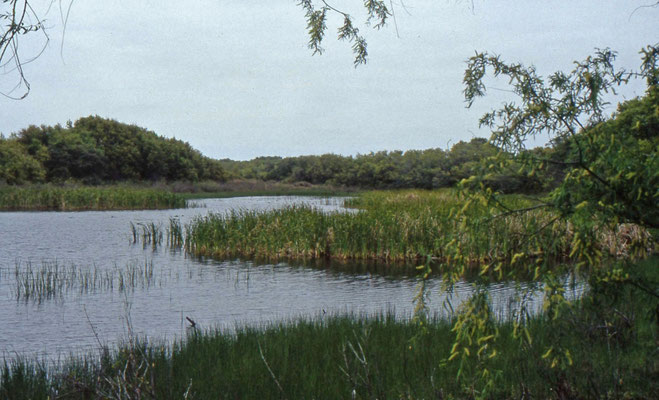 Aransas National Wildlife Refuge