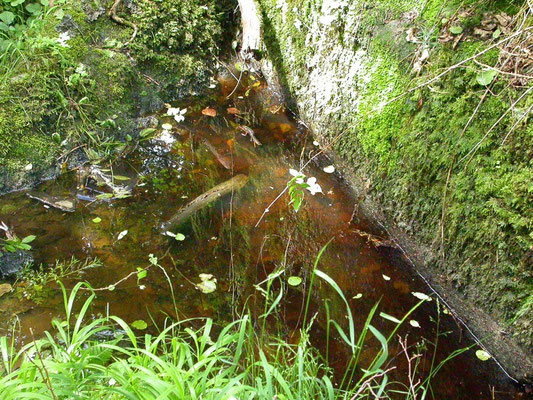 poeltje primair habitat