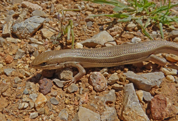 Trachylepis vittata