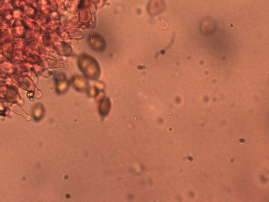 Agrocybe ochracea - Okeren leemhoed
