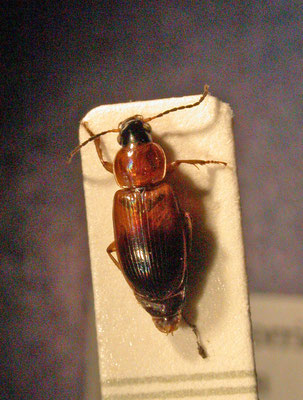 Stenolophus teutonus - Tweekleurige glansloper