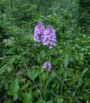 Hondskruid (Anacamptis pyrimidalis)