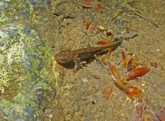 Euproctus montanus - Corsicaanse beeksalamander
