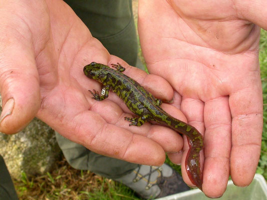 marmersalamander