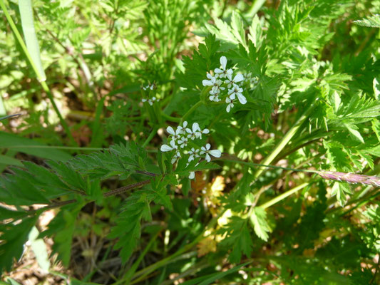 Scandix pecten-veneris - Naaldenkervel
