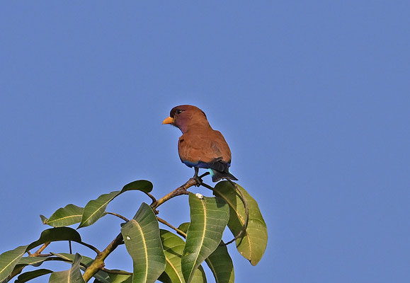 Eurystomus glaucurus - Broad-billed Roller