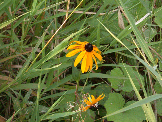 Rudbeckia hirta - Ruige rudbeckia