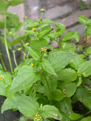 Galinsoga parviflora - Kaal knopkruid