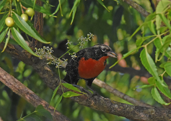 Red-breasted Meadowlark