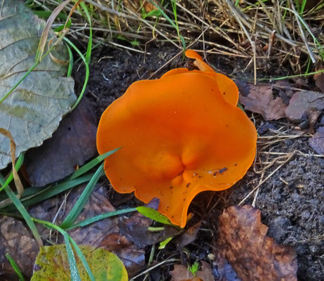 Grote oranje bekerzwam