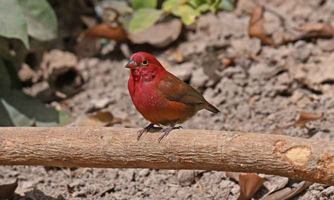 Lagonosticta senegala - Red-billed Firefinch