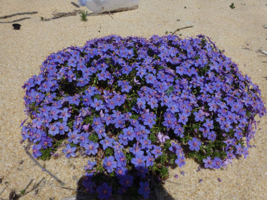 Anagallis monelli