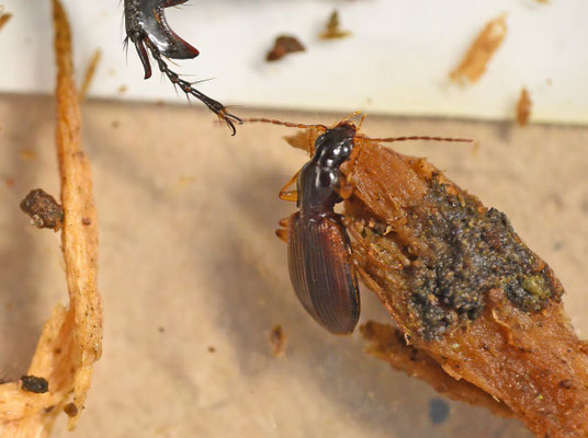 Oxypselaphus obscurus - Smalhalssnelloper