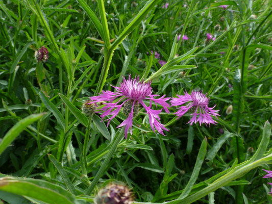 Centaurea sonchifolia