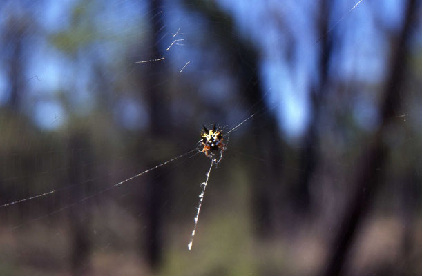 Austracantha minax