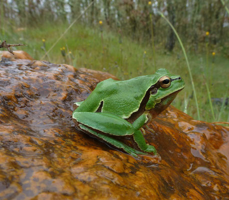 Hyla molleri - Iberische boomkikker