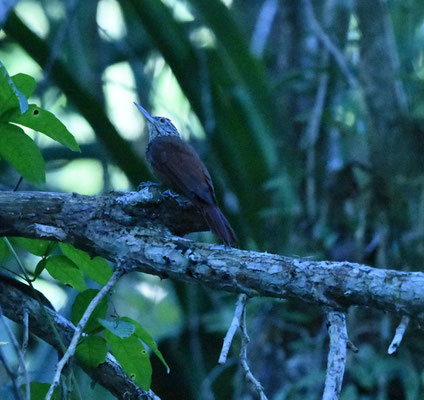 Straight-billed Woodcreeper