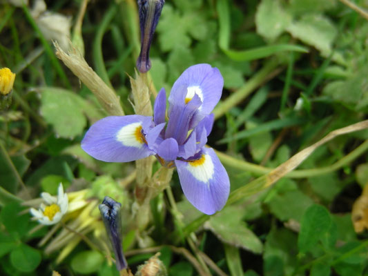 Gynandriris sisyrinchium