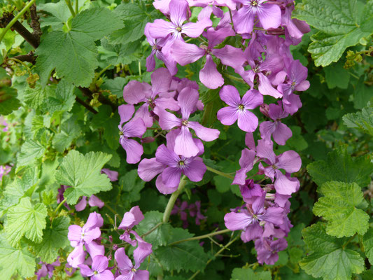 Lunaria annua - Judaspenning