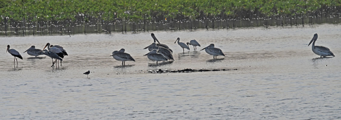 Pelecanus onocrotalus - Great White Pelican