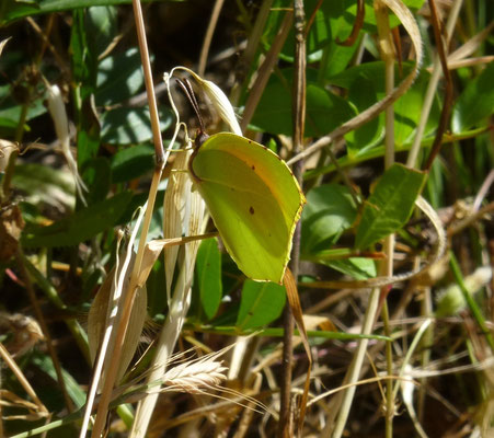 Gonepteryx cleopatra