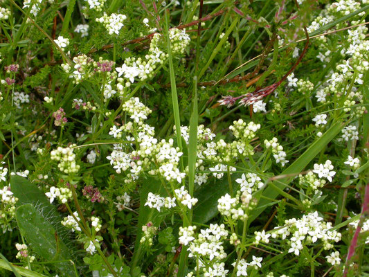 Galium saxatile - Liggend walstro