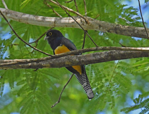 Guianan Trogon