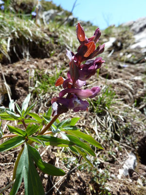 Corydalis intermedia