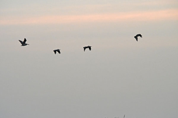 Pelecanus onocrotalus - Great White Pelican
