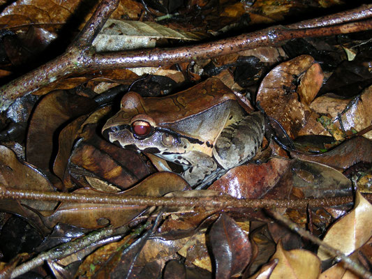 Leptodactylus pentadactylus - Smoky Jungle Frog, South American Bullfrog