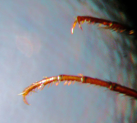 Nebria brevicollis