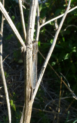 Sympecma fusca