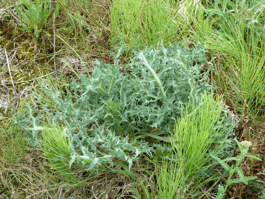 Eryngium campestre - Echte kruisdistel
