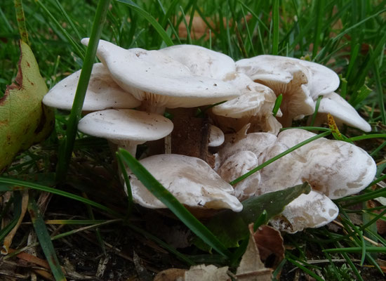 Lepista panaeolus - Vale schijnridderzwam