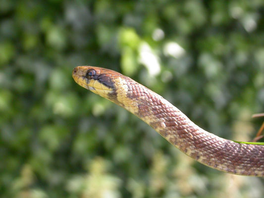 esculaapslang