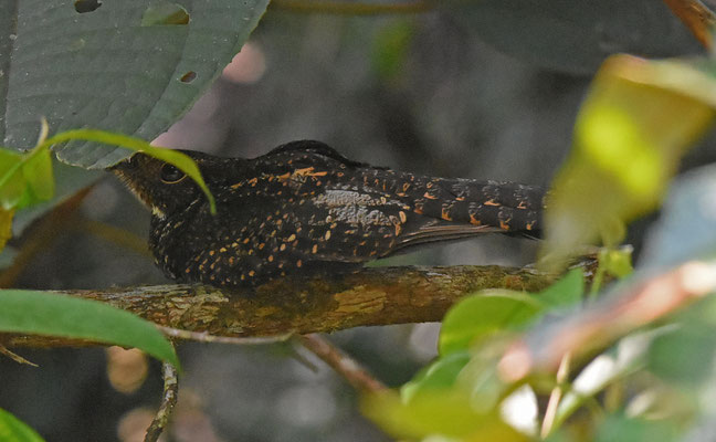 Blackish Nightjar