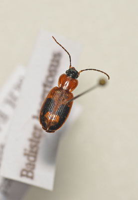 Badister lacertosus - Ovale stompkaak