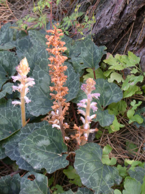 Orobanche amethystea