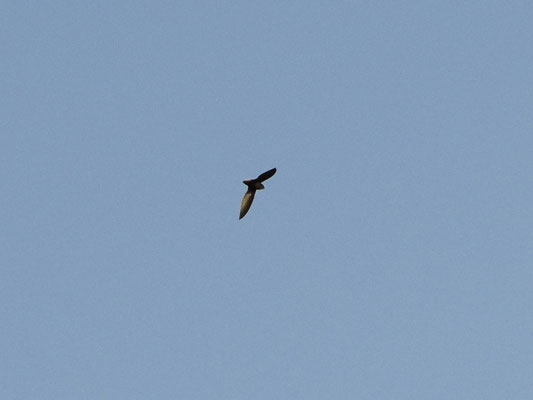 Shrt-tailed Swift