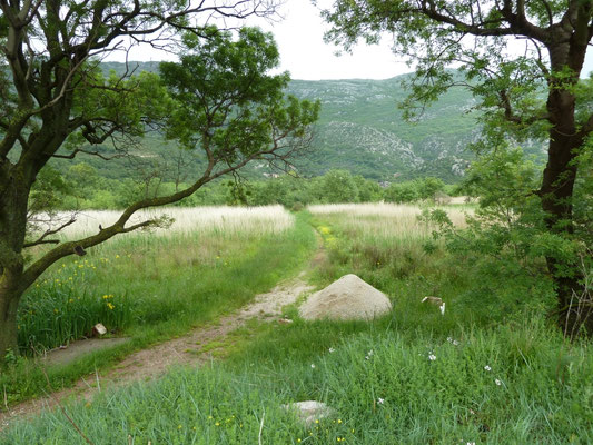 Buljarica wetlands
