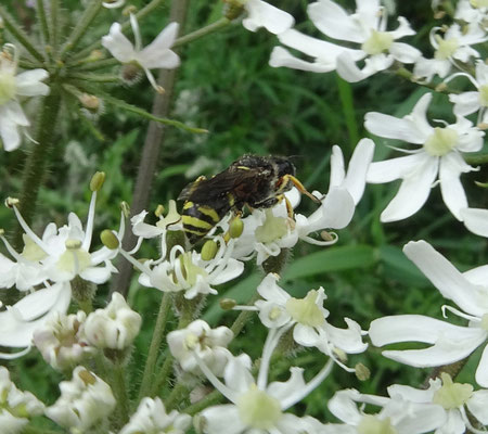 Ectemnius continuus