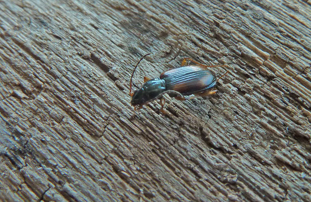 Bembidion tetracolum