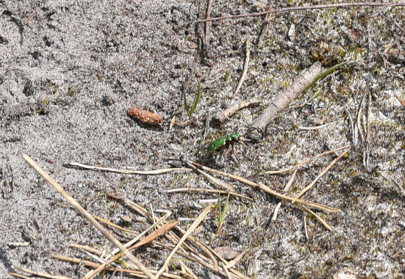 Cicindela campestris - Groene zandloopkever